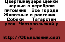 Цвергшнауцера щенки черные с серебром питомник - Все города Животные и растения » Собаки   . Татарстан респ.,Чистопольский р-н